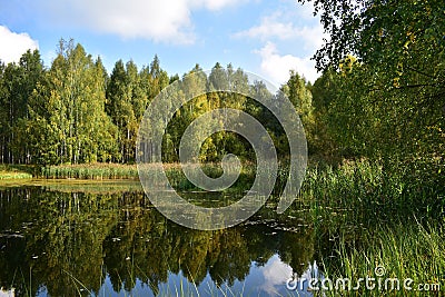 Forest lake grass thickets trees birch grove water mirror reflects the sky Stock Photo