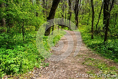 Forest landscape. Beautiful spring forest, forest path, wooden bridge and meadows bloom with squill at sunset. Ropotamo National P Stock Photo