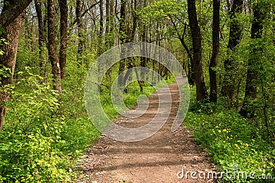 Forest landscape. Beautiful spring forest, forest path, wooden bridge and meadows bloom with squill at sunset. Ropotamo National P Stock Photo