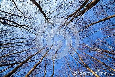 Forest landscape with blue sky through trees Stock Photo