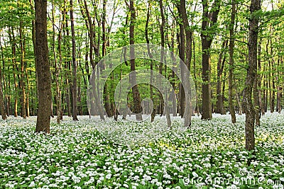 Forest landscape with floor covered by a blanket of green wild g Stock Photo