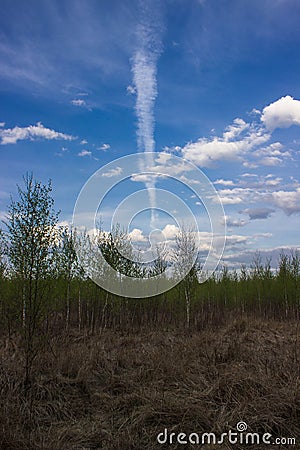 Forest landscape Stock Photo