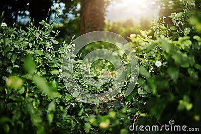 Forest landscape, leaves and ground with trees, sunshine and growth for sustainability, nature and green. Outdoor bush Stock Photo