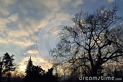 Forest landscape in the park Stock Photo