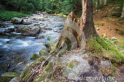 Forest landscape with river Stock Photo