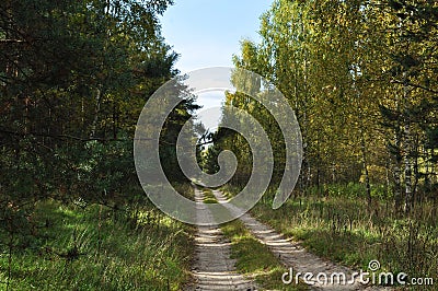 Forest landscape. Straight dirt road through the forest. Stock Photo