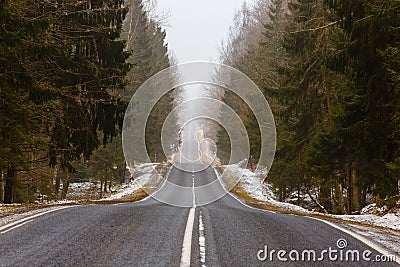 Forest landscape. Straight road along misty forest. Spring scenery Stock Photo