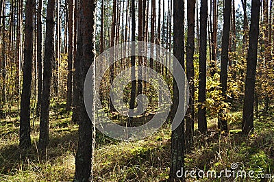 Forest landscape. Straight trunks of young pines. Stock Photo