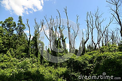 Forest landscape. Thickets, amazing tree trunks against the sky Stock Photo