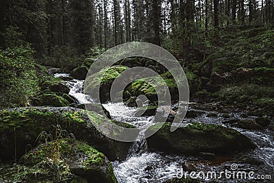 Forest landscape with a water stream Stock Photo