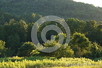 Forest in Late Afternoon Light Stock Photo