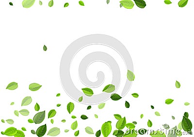 Forest Leaf Herbal Vector Poster. Fresh Leaves Vector Illustration