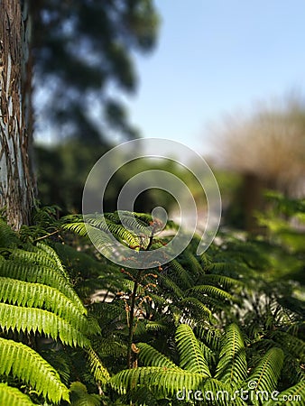 The Forest in Lembang, West Java - Indonesia Stock Photo