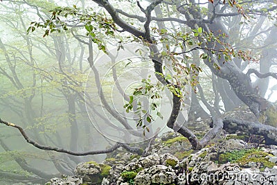 Forest with lianas Stock Photo