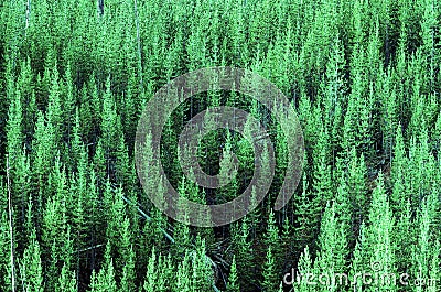 Forest of Lush Green Pine Trees Stock Photo