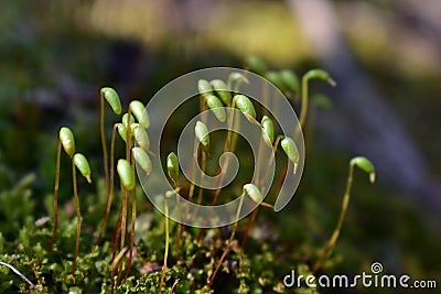Forest Macro of Pohlia nutans moss with green spore capsules on red stalks Stock Photo