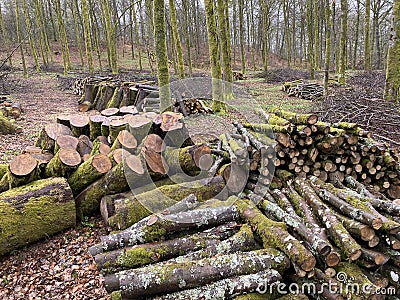 forest management, Forestry work, in a broadleaf forest, Stack of cut tree logs in a Virton forest, Luxembourg, Stock Photo