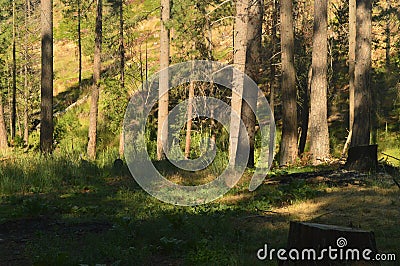 Forest With Many Peacocks Sucking Up For Thanksgiving Day Yosemite National Park. Nature Travel Holidays. Stock Photo