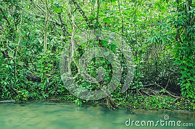 Forest on the margim of the Formoso river in Bonito - MS, Brazil Stock Photo