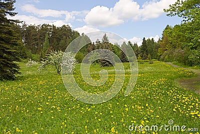 Forest meadow Stock Photo