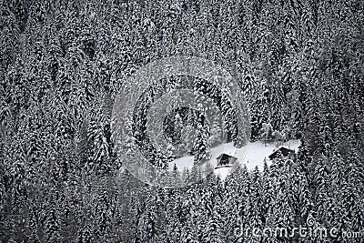 Forest and meadow covered with snow Stock Photo