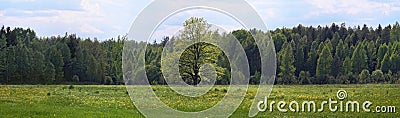 Forest meadow lonely tree Stock Photo