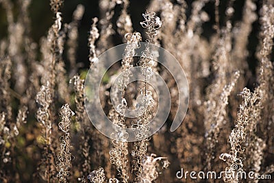 Forest meadow with wild grasses, image with small depth of field Stock Photo
