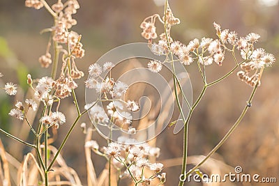 Forest meadow with wild grasses,Macro image with small depth of Stock Photo