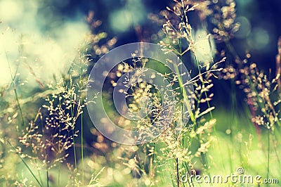 Forest meadow with wild grasses. Stock Photo