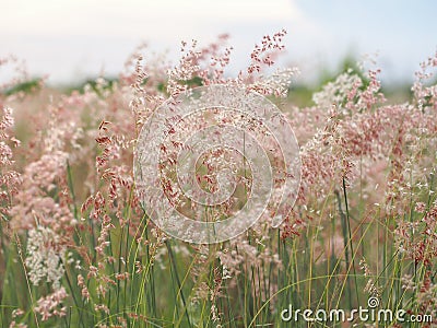 Forest meadow with wild grasses Stock Photo