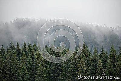 Forest in the mist Stock Photo