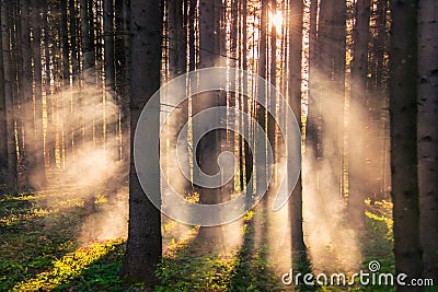 Forest and mist at sunrise light Stock Photo