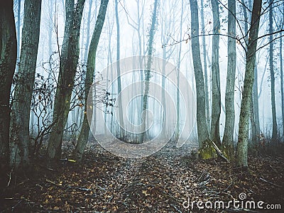Forest in mist. Stock Photo