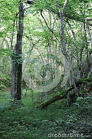 A forest in morning Stock Photo