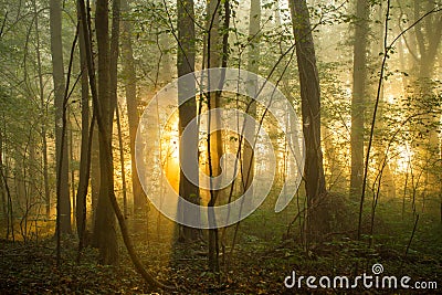 Forest morning Stock Photo