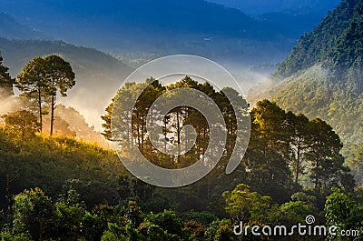 Forest morning have a sea of fog Ang Khang Chiang Mai Thailand Stock Photo