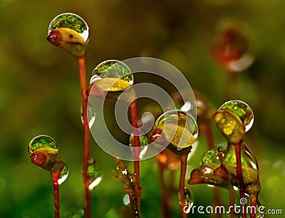 Forest moss Stock Photo