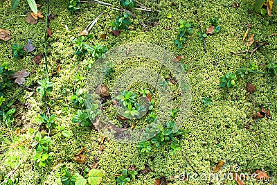 Texture background of forest moss Stock Photo