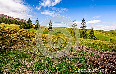 Forest on a mountain hill side Stock Photo