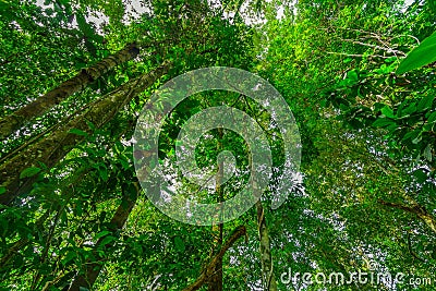 Forest or mountain at Mentawai Island Stock Photo