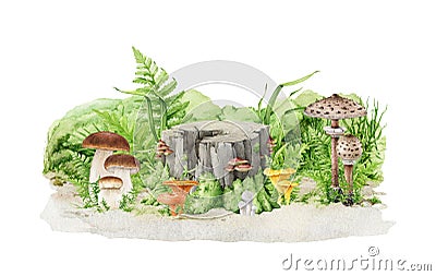 Forest mushroom growing on the ground. Natural forest scene. Watercolor painted illustration. King bolete, chanterelle Cartoon Illustration