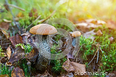 Forest Mushroom orange-cap boletus in the grass. Stock Photo