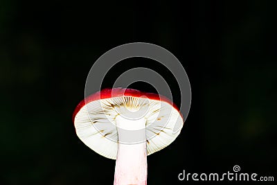 Forest mushroom russula Stock Photo