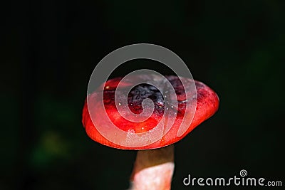 Forest mushroom russula Stock Photo