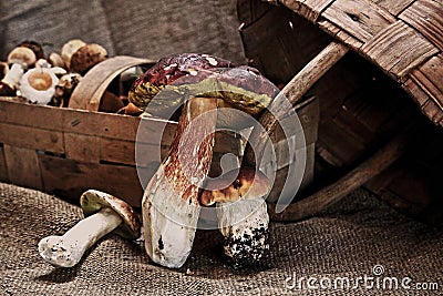 Forest mushrooms before cooking, frying. Stock Photo