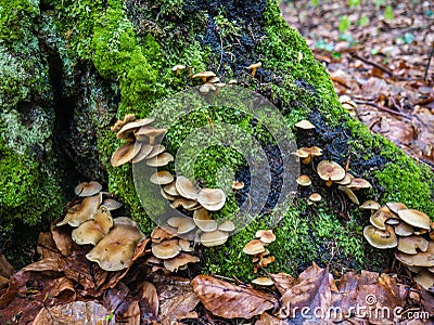 Forest mushrooms on the trunk of a tree Stock Photo