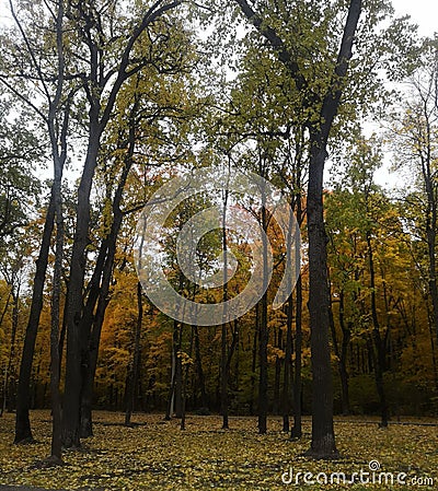 Forest nature cof field trees Stock Photo