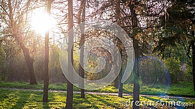 Naturscape in a forest Stock Photo