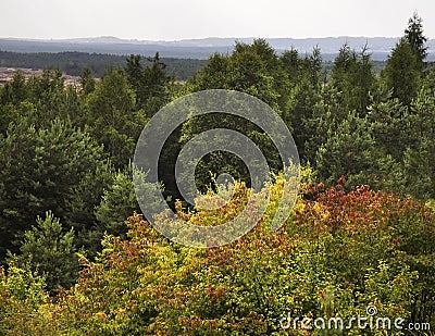 Forest near Bledow Desert. Poland Stock Photo