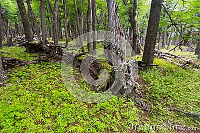 Forest near foot of Andes mountains Stock Photo